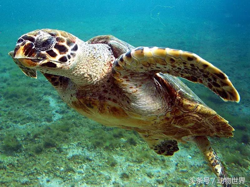 世界海龟日古老的爬行动物,世界海龟日它们奔赴星辰大海