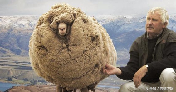 给绵羊剪毛的正确方法,绵羊剪毛视频教程全集