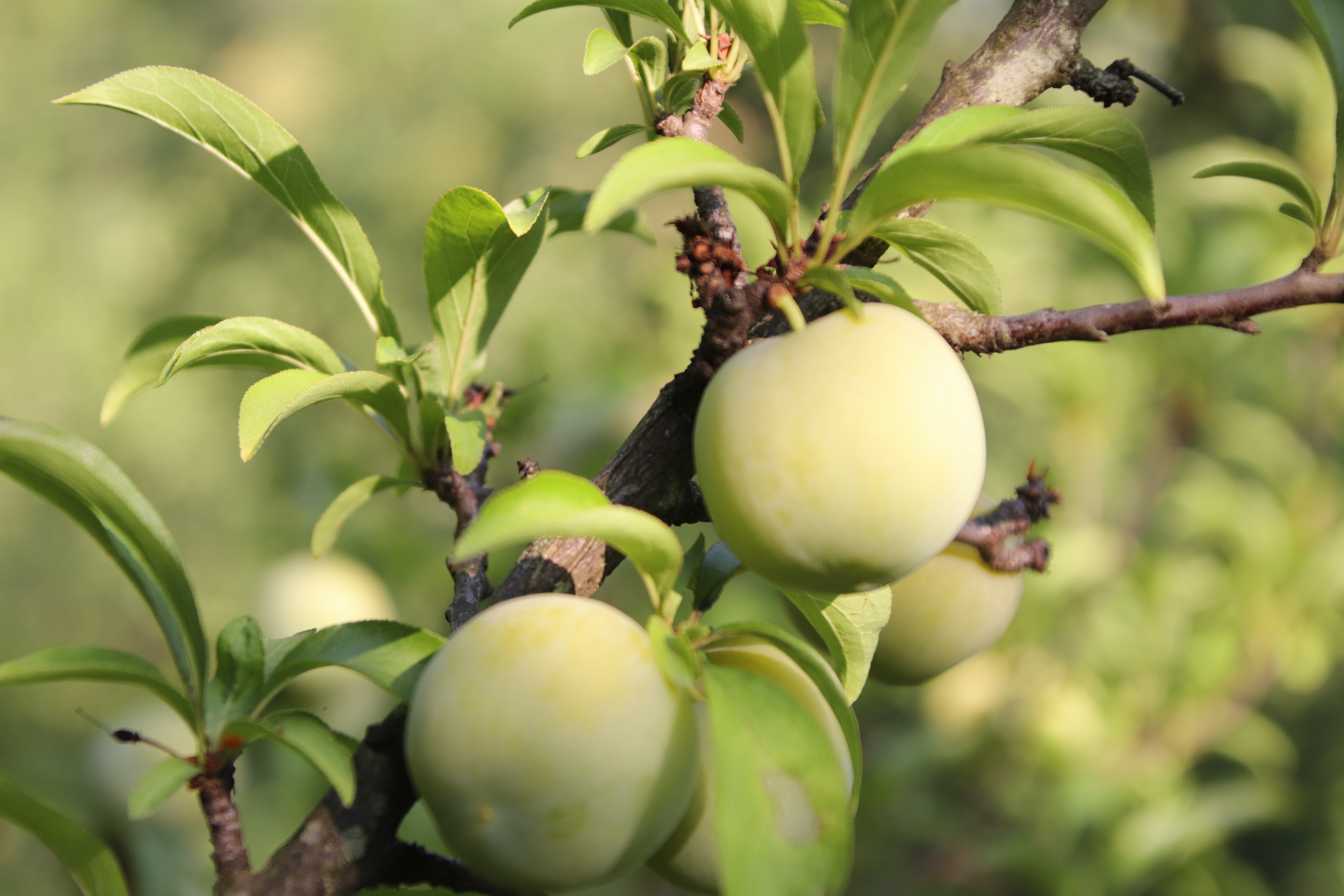 贵州盛产李子的地方,去贵州旅游吃到的李子