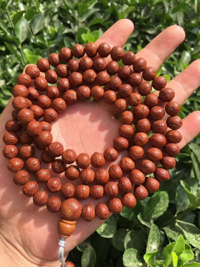 凤眼菩提的“眼睛”大揭秘,凤眼菩提有问必答