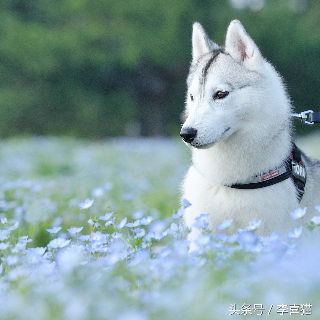 二哈界的一股清流，长相这么眉清目秀还是我熟悉的那个哈士奇吗