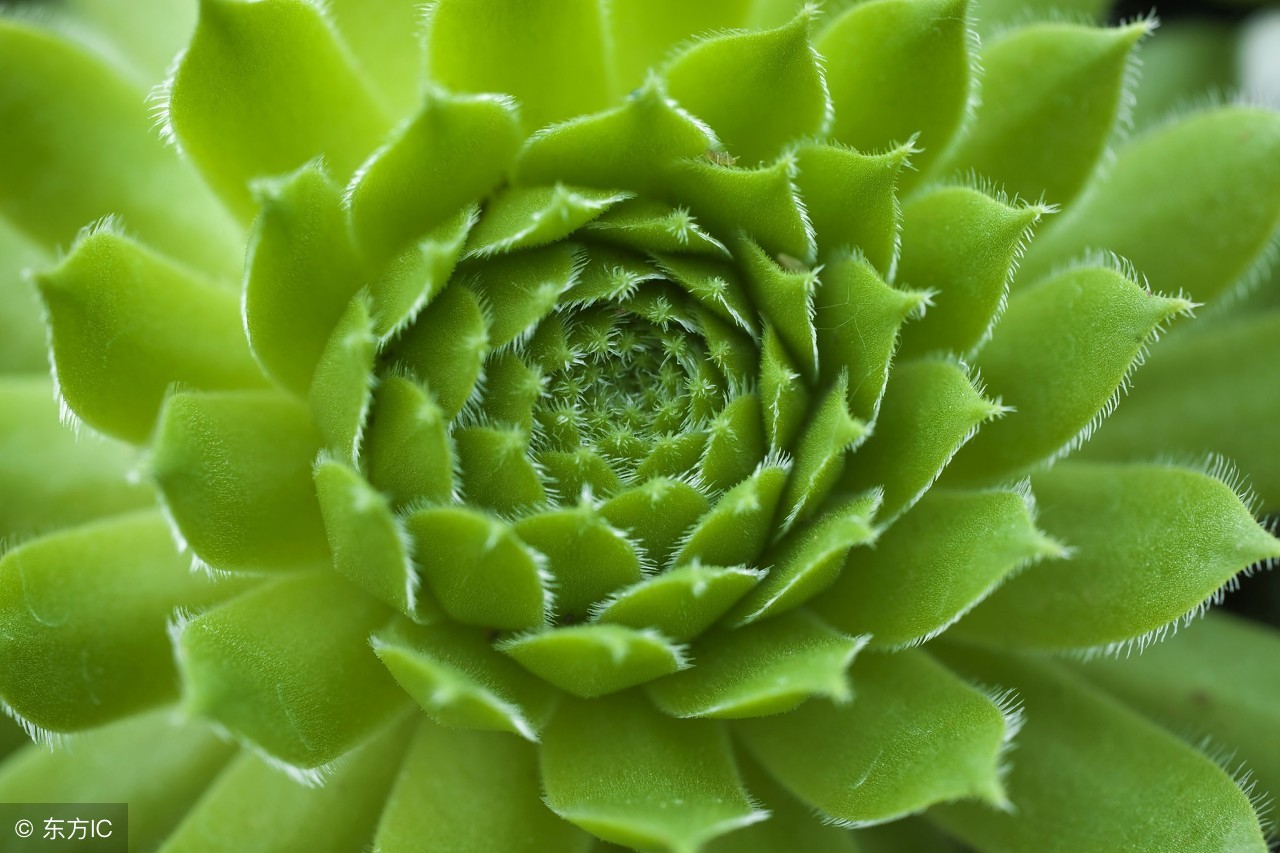 一些多肉陡长问题的防治和处理