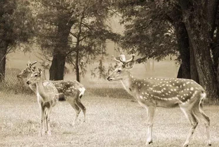 最可怕的代购骗局,揭露各种海外代购真相