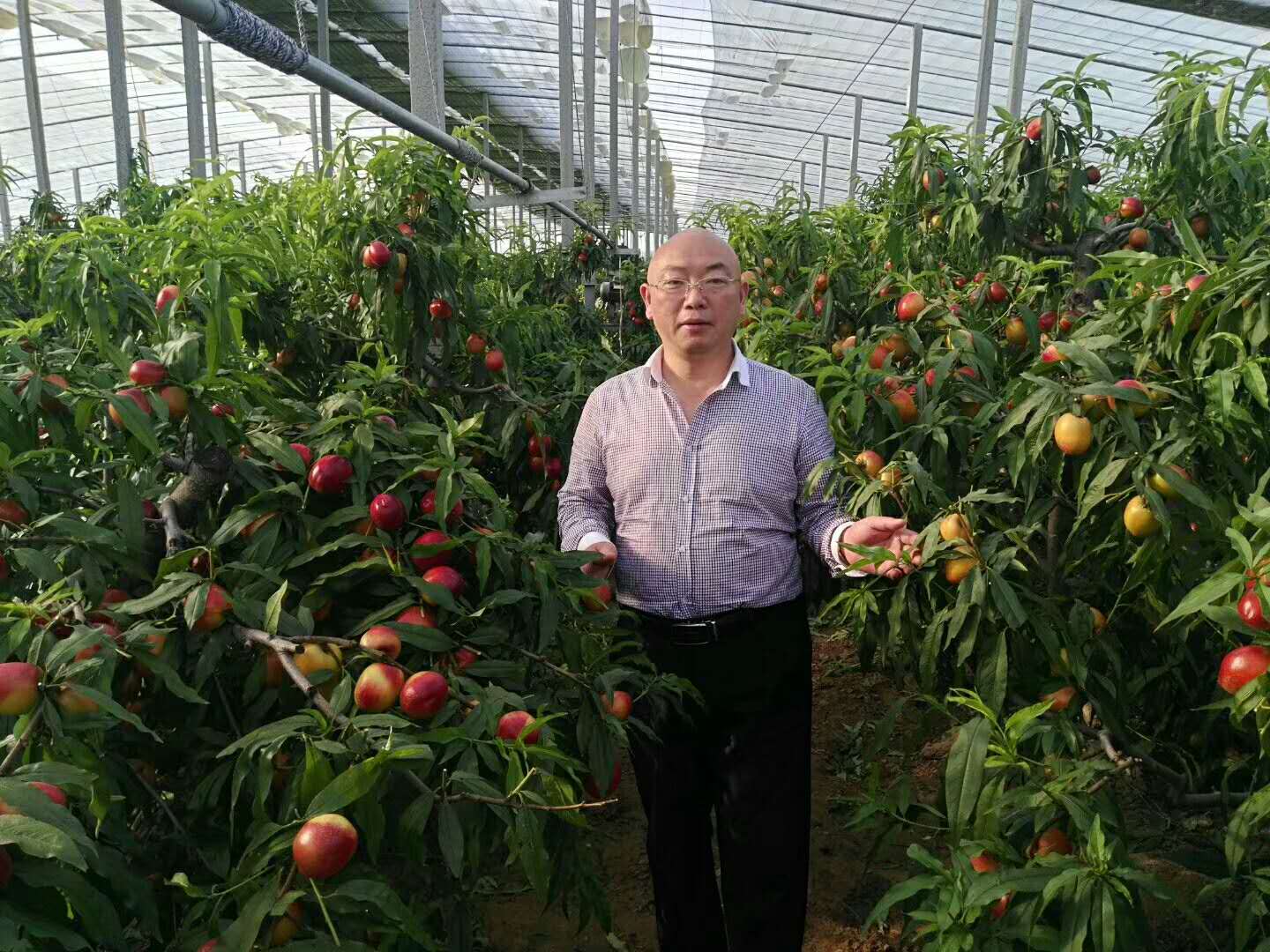 油桃大量上市相约莒县油桃市场,冠县大棚油桃价格表