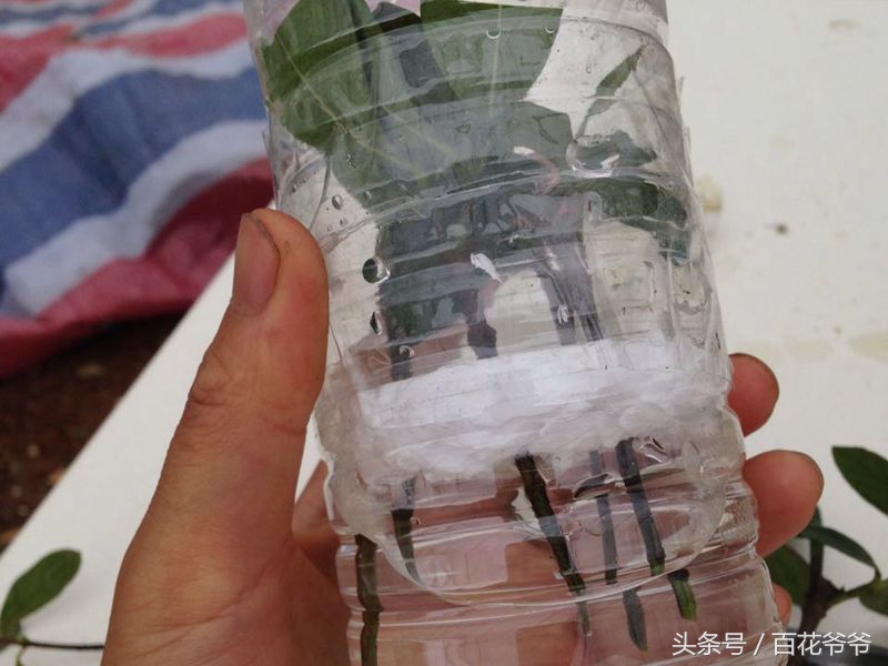 把瓶子变废为宝种花,玻璃瓶子变花盆怎么变废为宝
