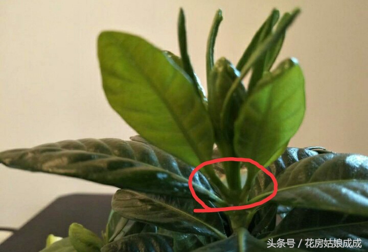 栀子花花谢以后怎么修剪,栀子花花谢后什么时候再开花