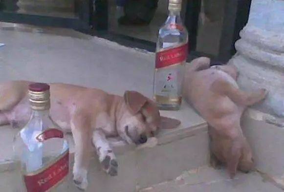 每年有3000只狗狗误食木糖醇致死，这些东西真的不能给它吃！