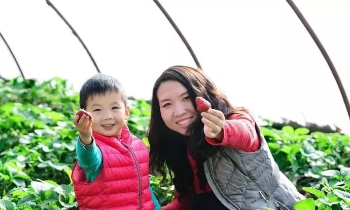 用种子种草莓的方法步骤,种草莓种子要戳孔吗