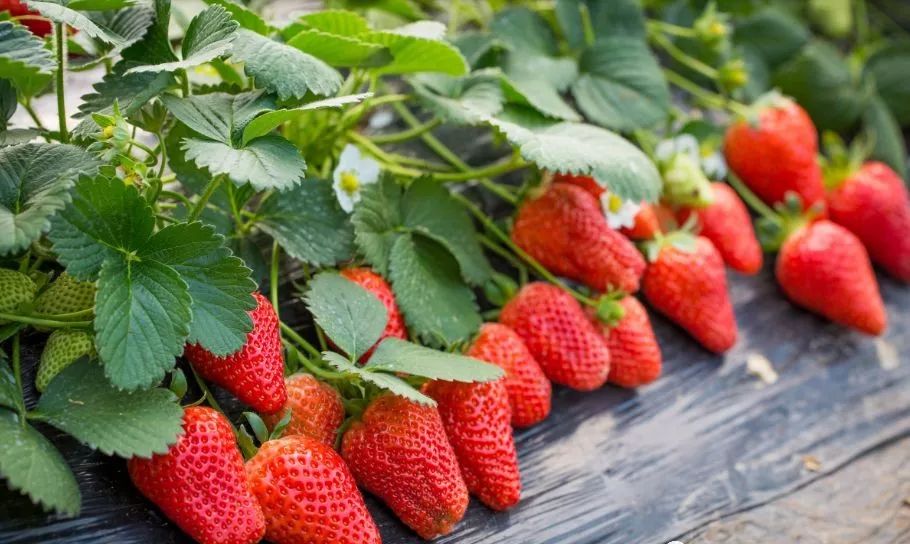 用种子种草莓的方法步骤,种草莓种子要戳孔吗