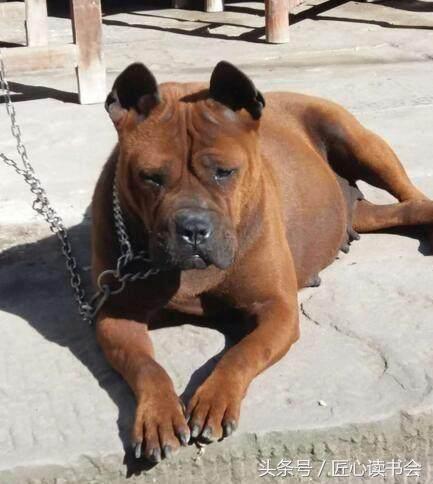 川东邻水猎犬基地,川东猎犬是中华田园犬吗