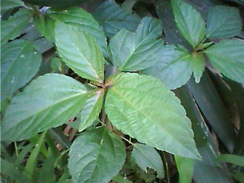 家乡的“铁锨头”和“黑汉腿”两种野菜，应该都是误称