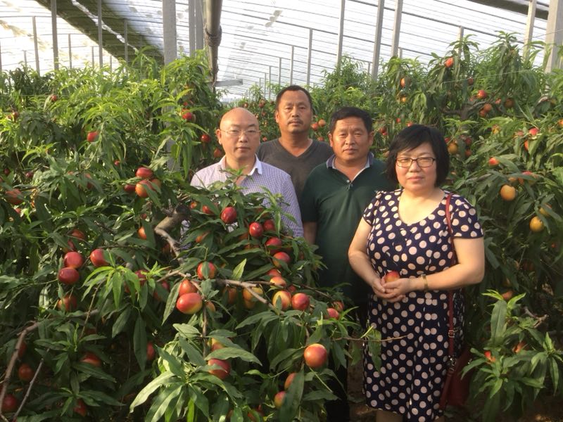油桃大量上市相约莒县油桃市场,冠县大棚油桃价格表
