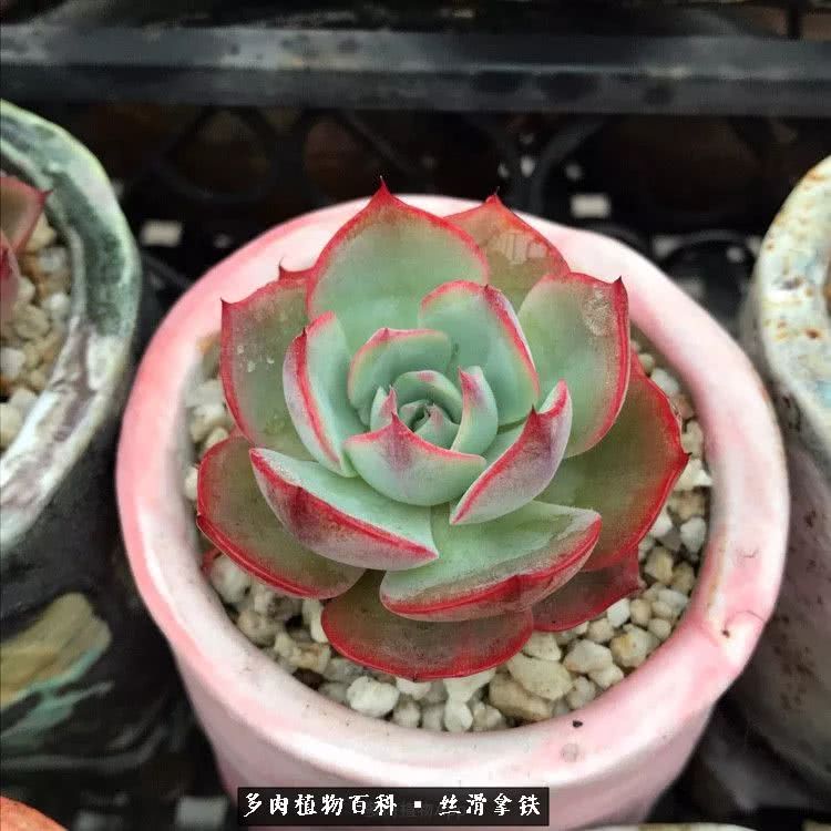 总结一下养多肉的夏天,好养活的多肉冬天和夏天