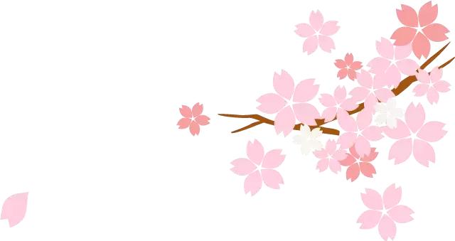 清甜爽脆的台湾甜桃已开采摘啦！30元任摘任吃！速度约起来！