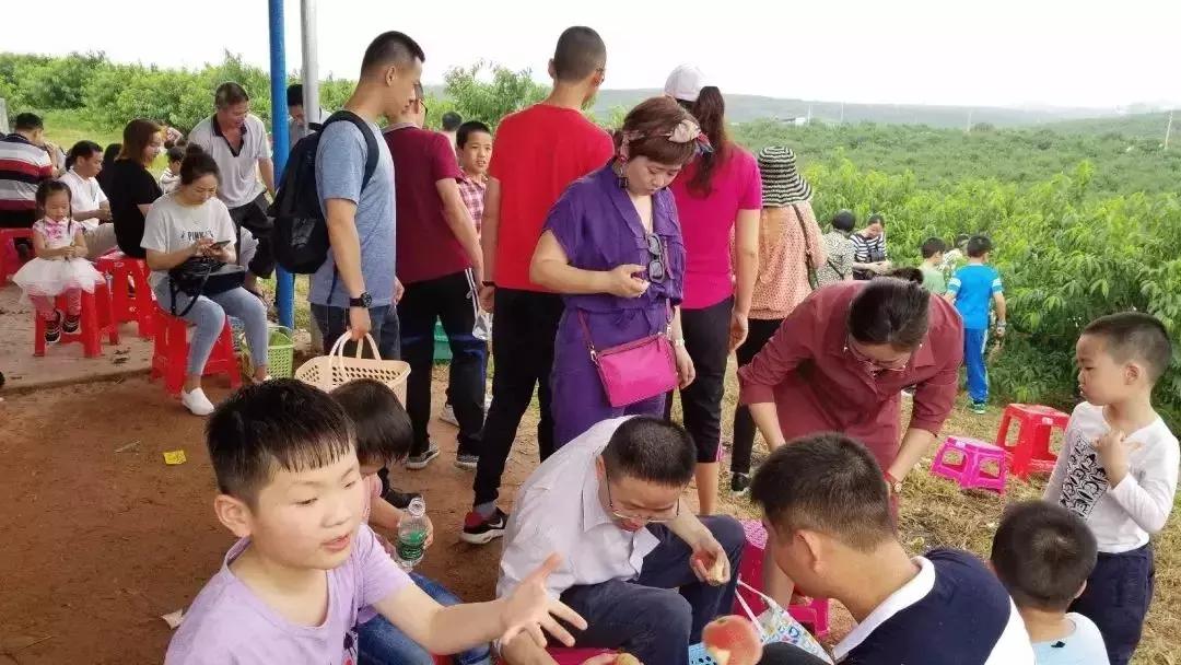 清甜爽脆的台湾甜桃已开采摘啦！30元任摘任吃！速度约起来！