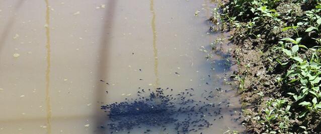 蟾蜍养殖增湿,蟾蜍和蟾蜍养殖技术培训