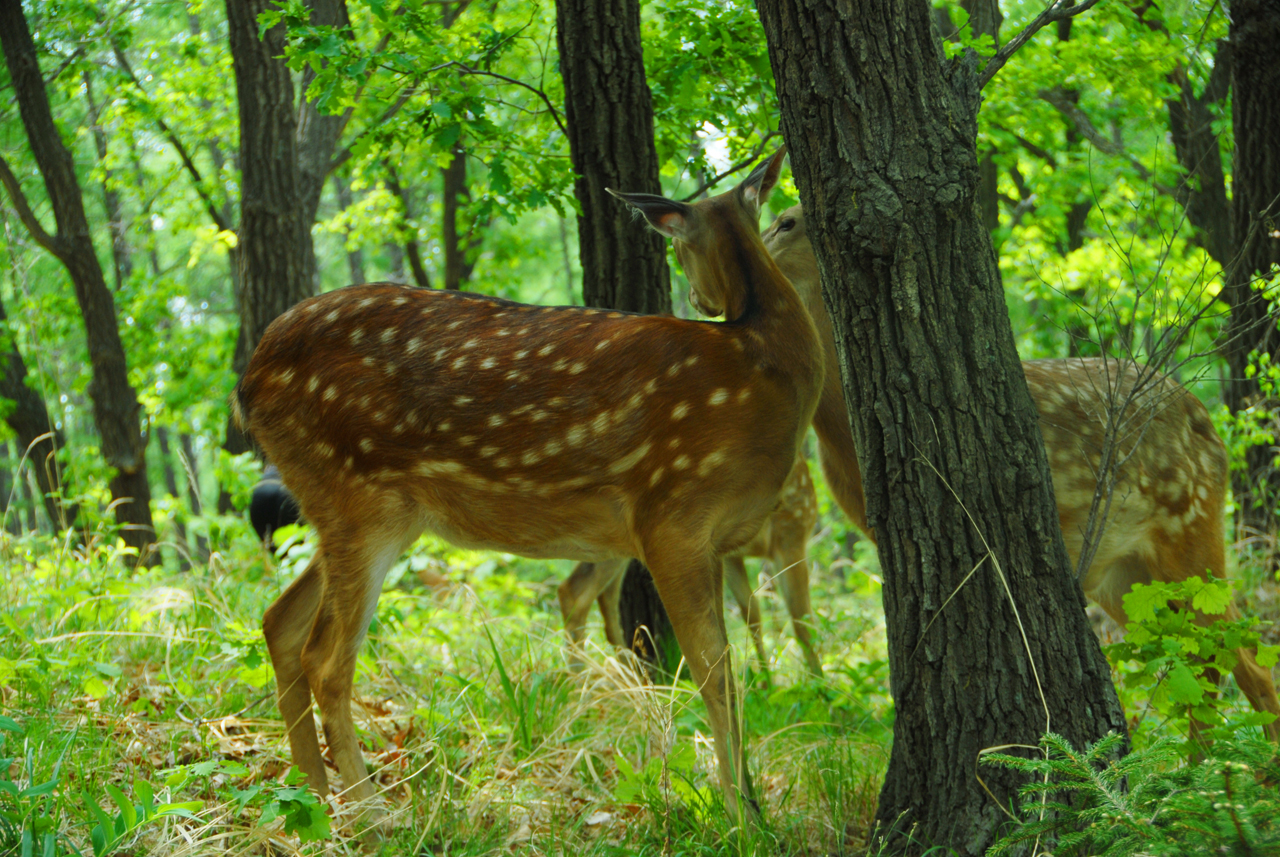行围东丰，梅花鹿之乡皇家行围与习武东丰县采风记之十七