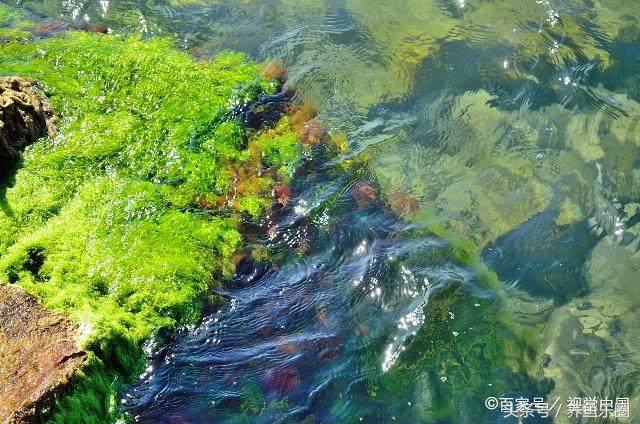 鱼缸丝藻用什么除藻液好用,鱼缸除藻剂用几天就除掉藻类