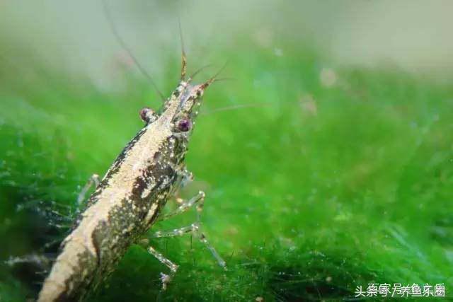 鱼缸丝藻用什么除藻液好用,鱼缸除藻剂用几天就除掉藻类