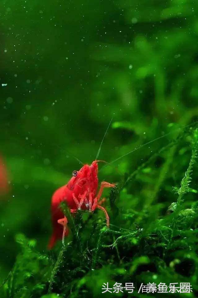 鱼缸丝藻用什么除藻液好用,鱼缸除藻剂用几天就除掉藻类