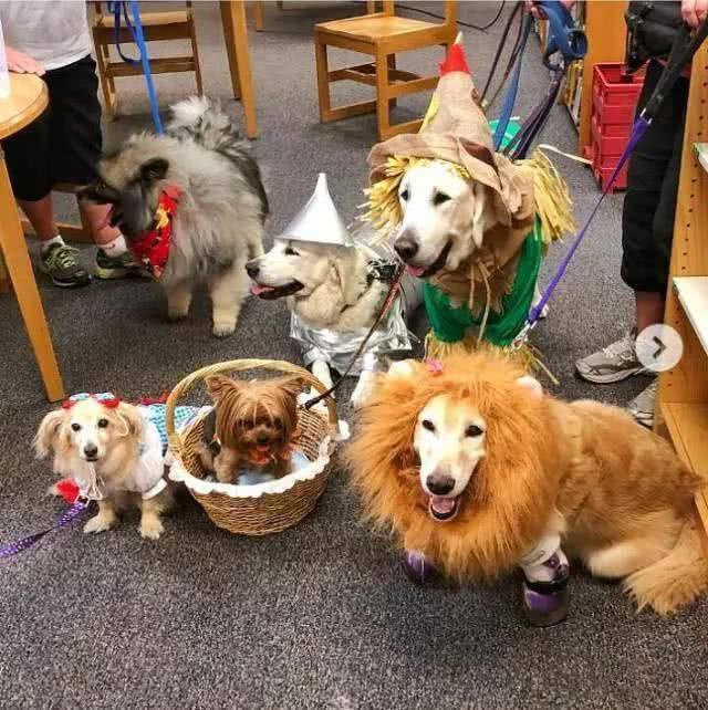 金毛被遗弃垃圾桶旁5天,金毛因身上腐烂被主人遗弃