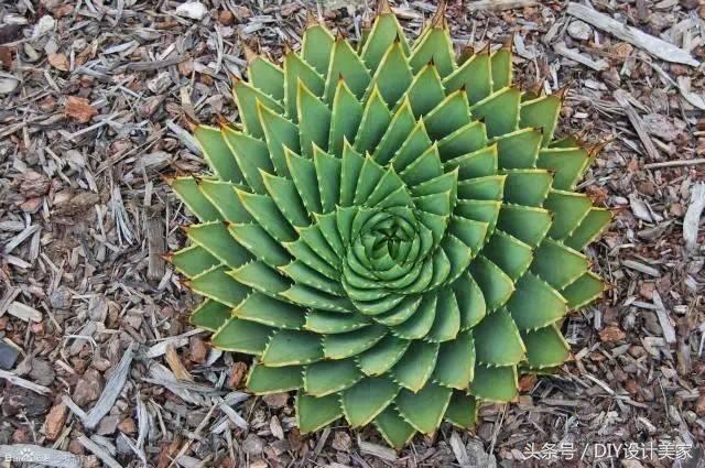 看看这些售价万元的多肉你认识几个