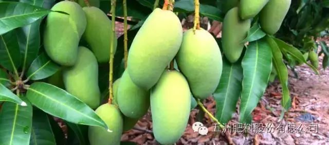 淇濊姳淇濇灉鑶ㄥぇ闃茶,閫熷缓鍔犲浐鏉愭枡