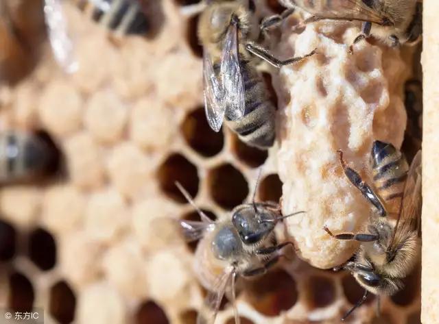 处女王迟迟不交尾，怎么办？