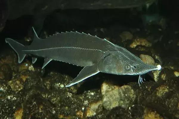 熊孩子脚踩爸妈被打,熊宝宝被钢钉打