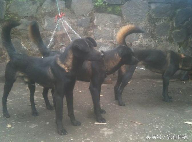中国四大猎犬,中国最稀有的四种猎犬