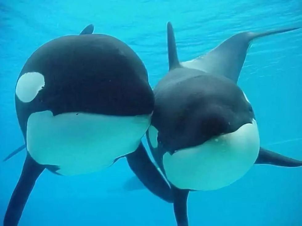 代购骗局揭秘朋友圈,代购背后的骗局