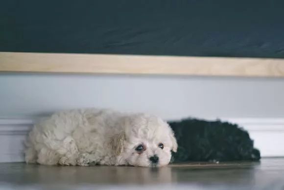 泰迪生完孩子情况,泰迪妈妈生崽