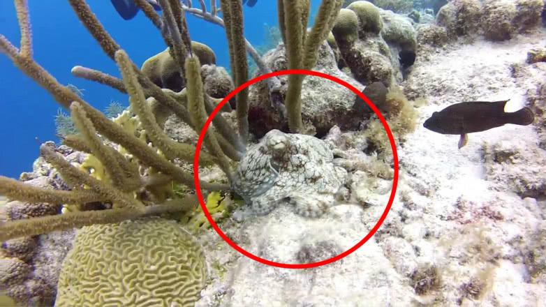 铁板烧巨型章鱼,看到章鱼却想吃铁板鱿鱼