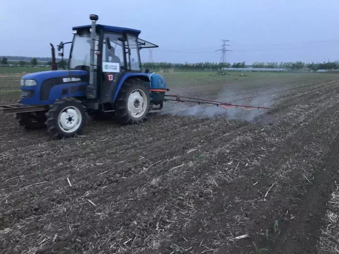 花生受到玉米除草剂药害怎样救,玉米除草剂药害叶子干了减产吗