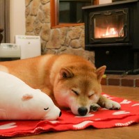 柴犬与好朋友玩偶熊的可爱故事