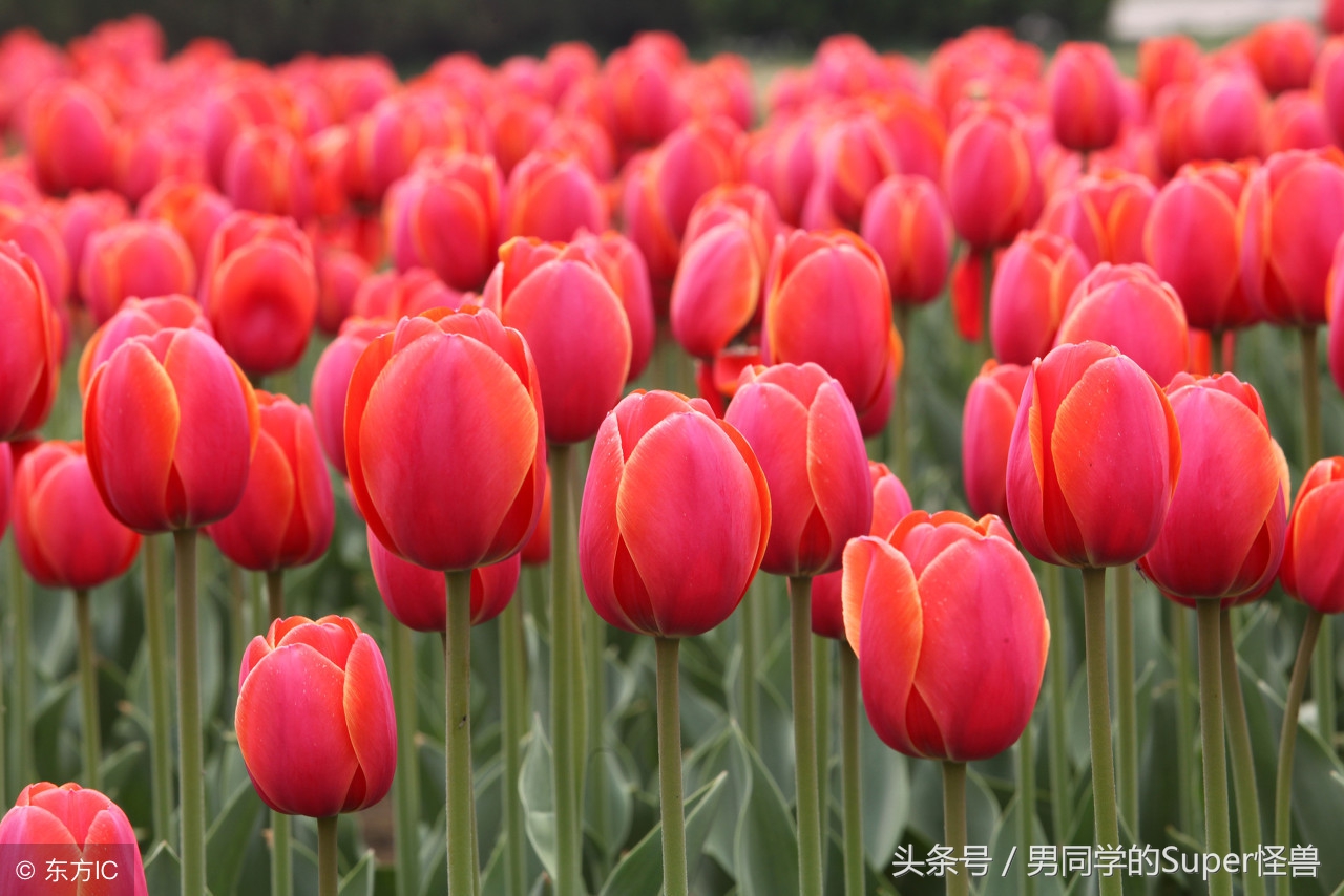 荷兰国花郁金香风车,荷兰的国花是什么花郁金香