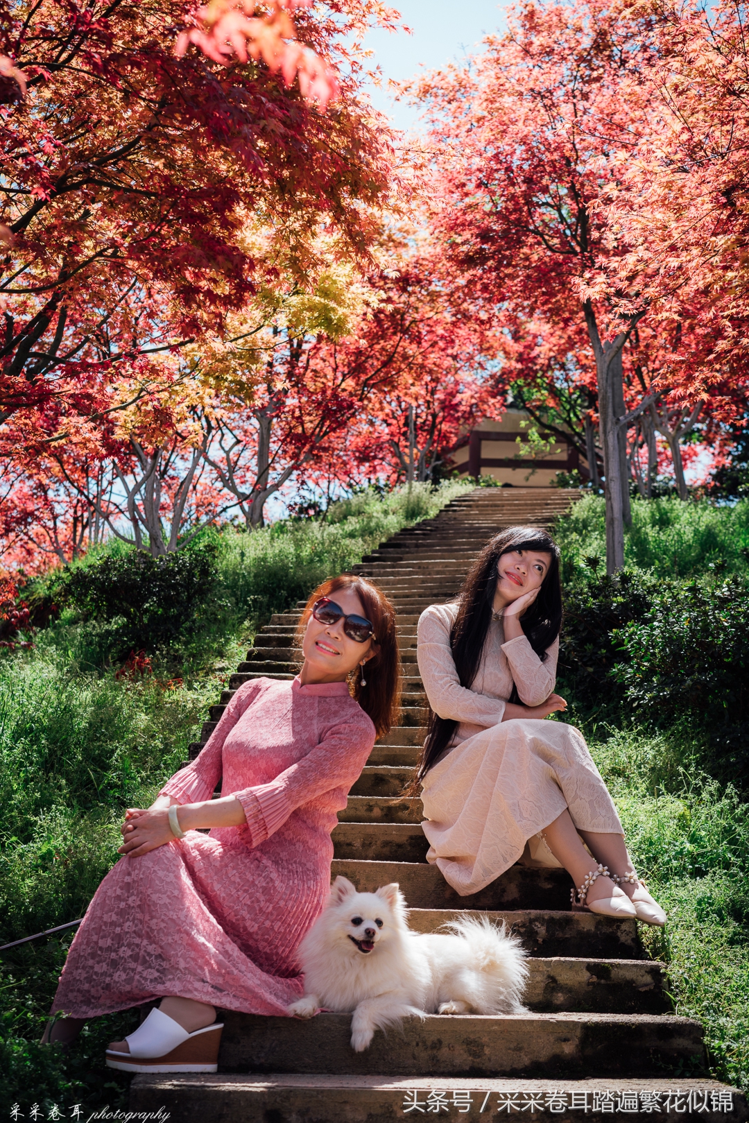 紫藤与晚樱粉紫色的甜蜜梦幻