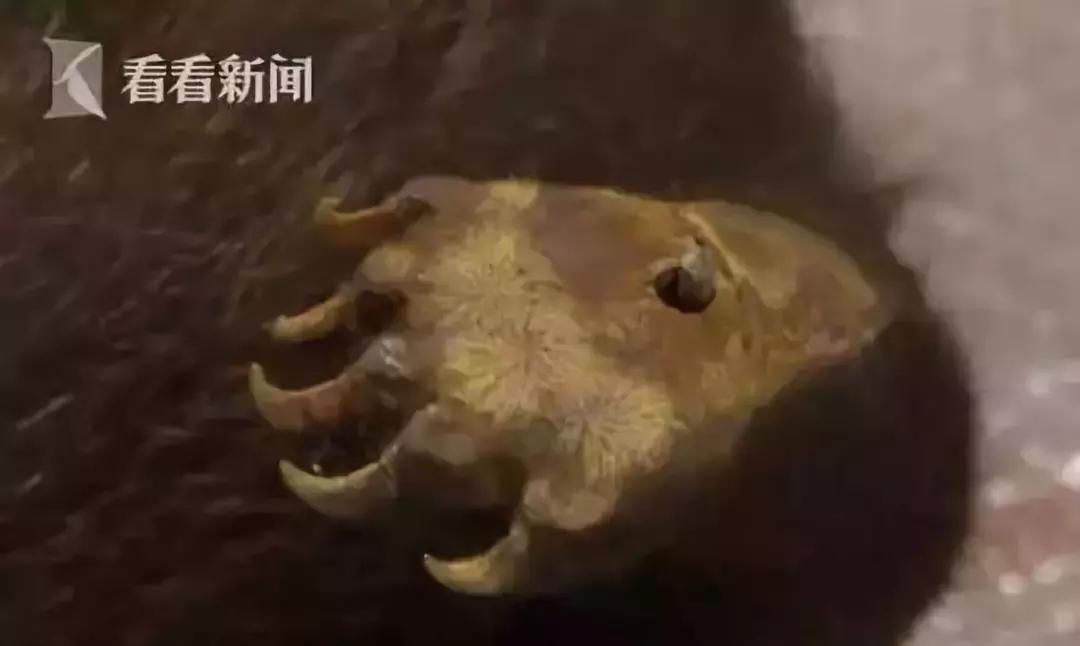 代购十大骗局揭秘图,揭露各种海外代购真相