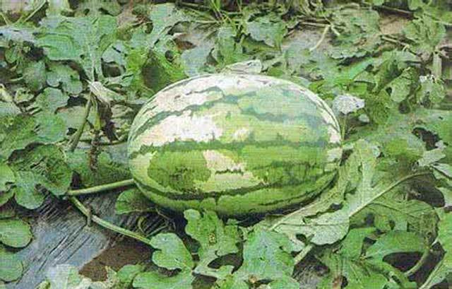 农业病害讲解视频教程,农业细菌性的病害用什么药