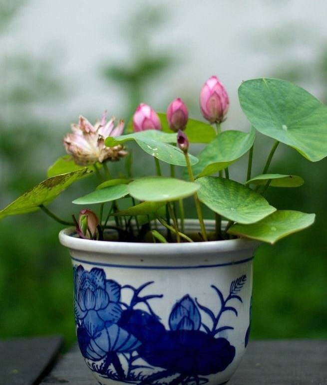 最易读错的100字读音,容易读错的字正确的读音