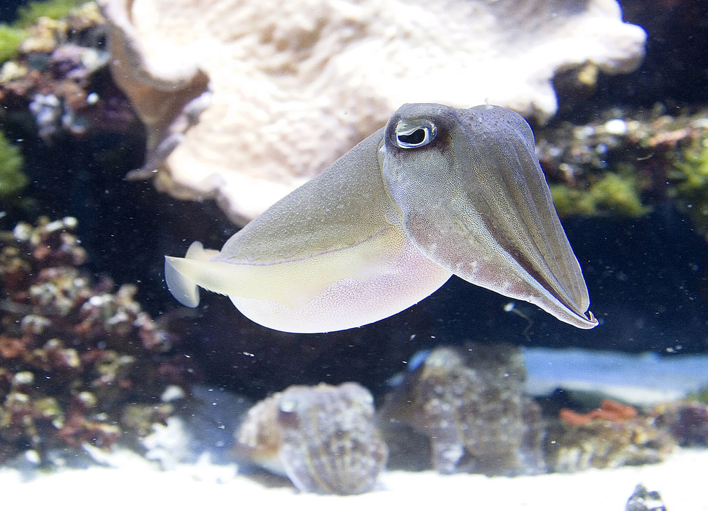 章鱼和乌贼墨鱼有什么区别,章鱼鱿鱼墨鱼乌贼是同一科吗