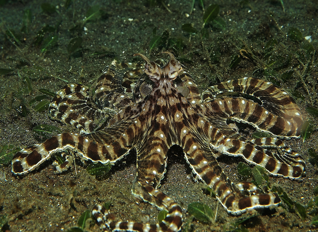 章鱼和乌贼墨鱼有什么区别,章鱼鱿鱼墨鱼乌贼是同一科吗