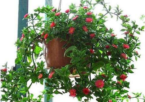 盆土掺入点颗粒，保水透气花卉不烂根，轻松长爆盆！