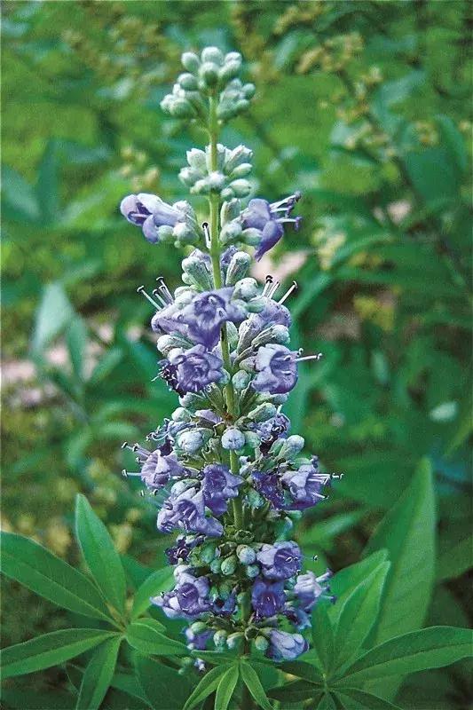 芳香传奇护肤品,芳香传奇诗丽堂