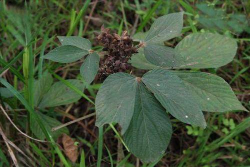 农村一种野草山上常见,山里有一种野菜