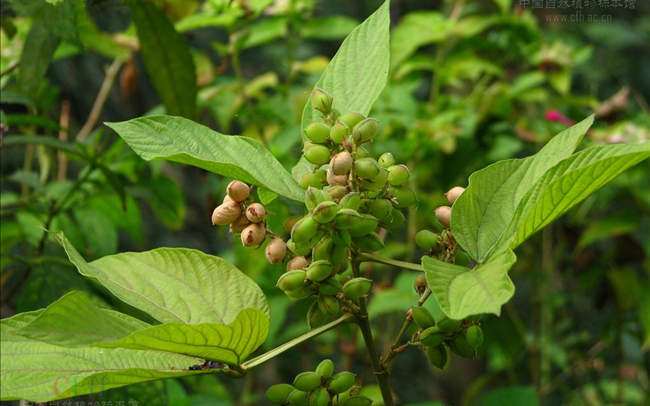 农村一种野草山上常见,山里有一种野菜