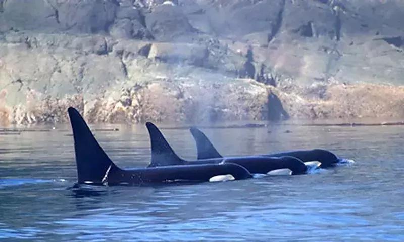 代购骗局揭秘朋友圈,揭露各种海外代购真相