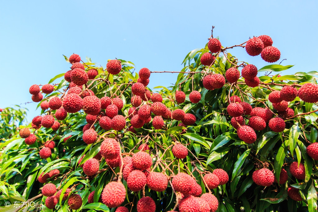 荔枝开摘了！粤西最全荔枝园农家乐情报分享广东吃货约起！