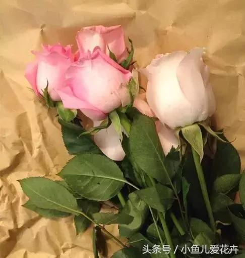 刚买回来鲜花插花步骤,花怎么插花容易生根