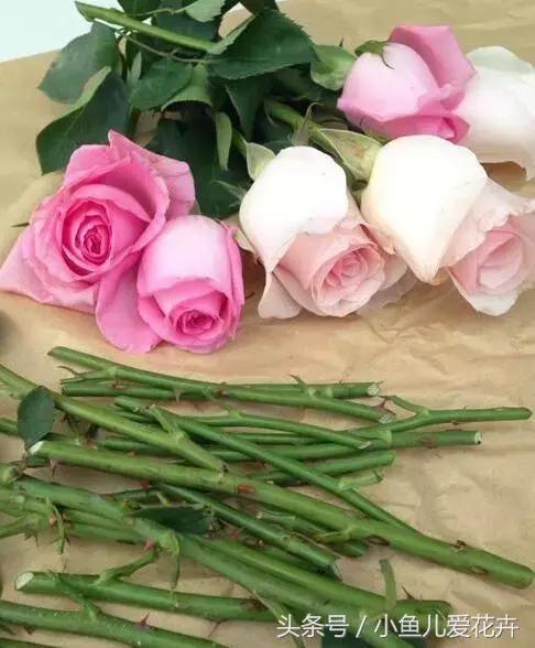 刚买回来鲜花插花步骤,花怎么插花容易生根